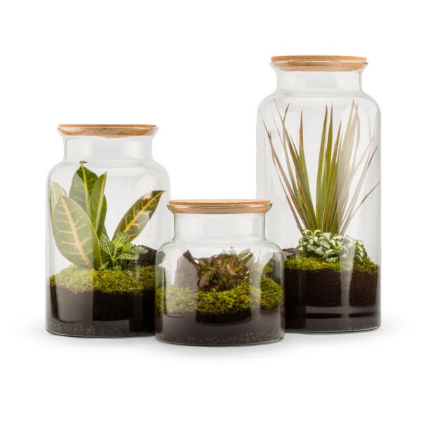 Kit terrarium plantes jungle mix (l (19 x 41 cm))