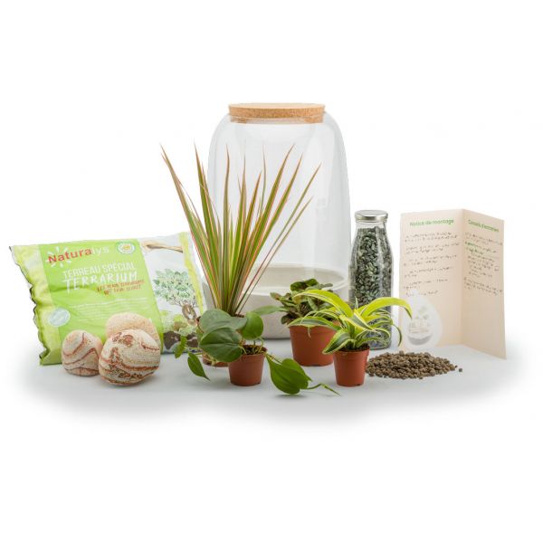 Kit terrarium plantes Opendo - NAT-0121