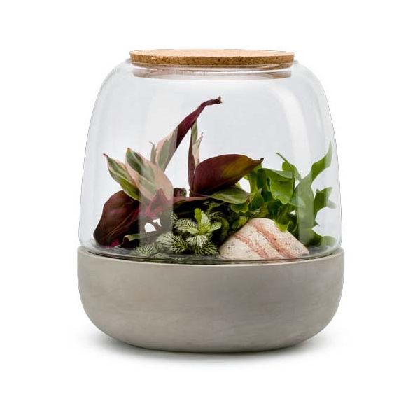 Kit terrarium plantes opendo (s (23 x 25 cm))