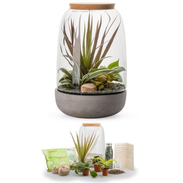Kit terrarium plantes Opendo