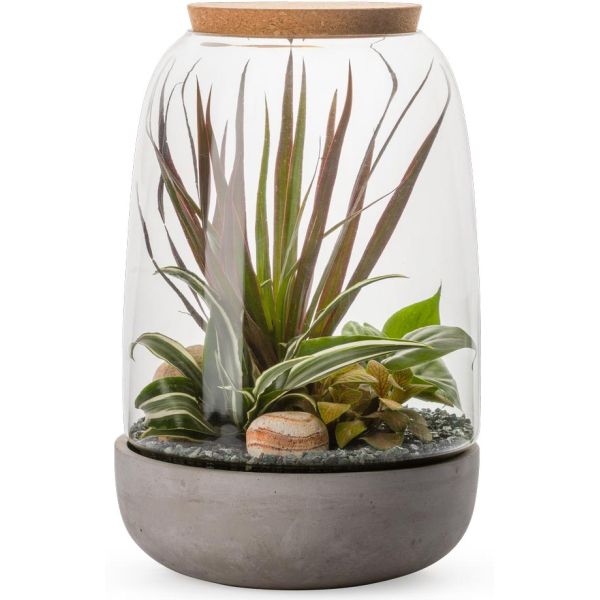 Kit terrarium plantes Opendo - FLOWERBOX