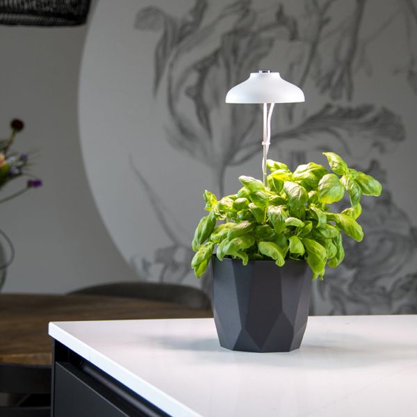 https://www.jardindeco.com/data/img/produits/thumbs/600_600_wbg/Lampe-croissance-plantes-ampoule-led.jpg