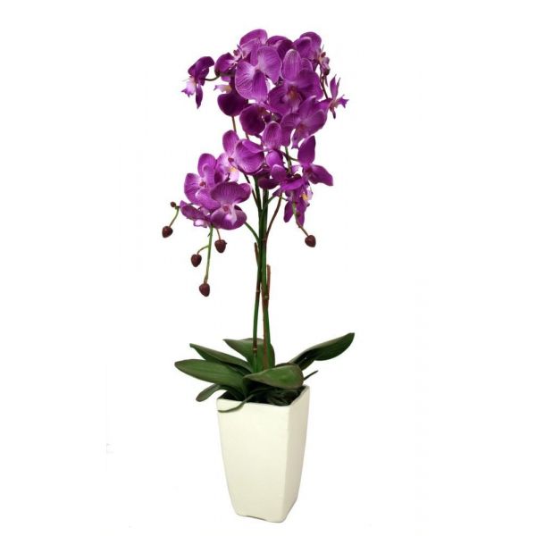 Orchidée fuchsia en pot blanc