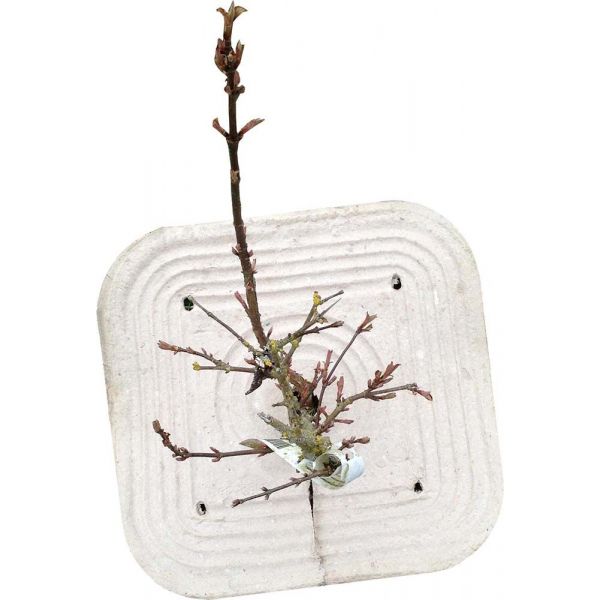 Paillage en fibres recyclées (Lot de 50)