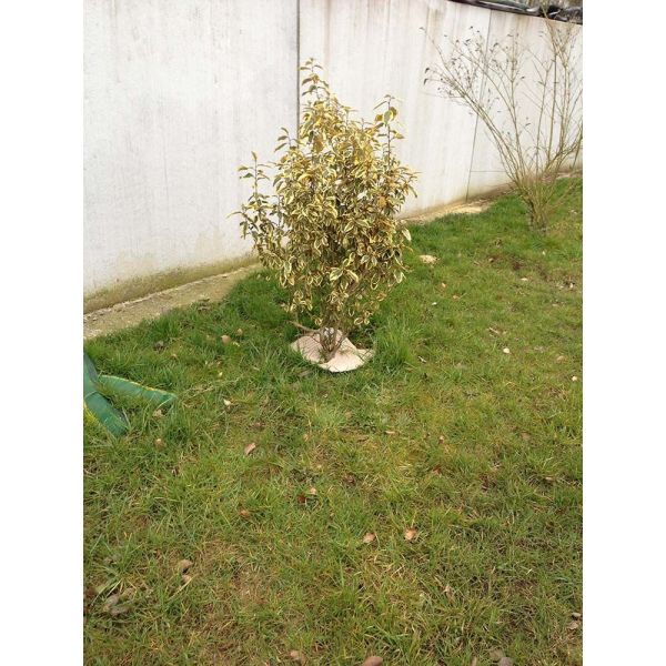 Paillage en fibres recyclées (Lot de 50) - 6