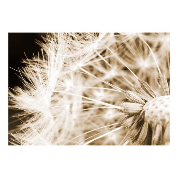 Papier peint - Dandelion - sepia