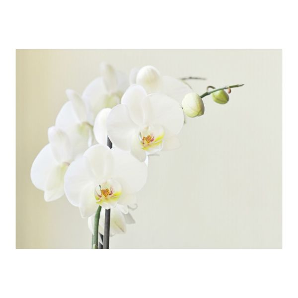 Papier peint - Orchidée blanche