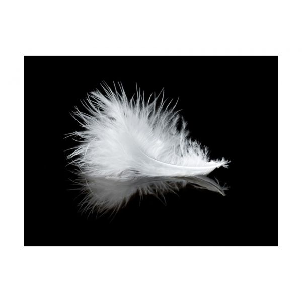 Papier peint - White feather