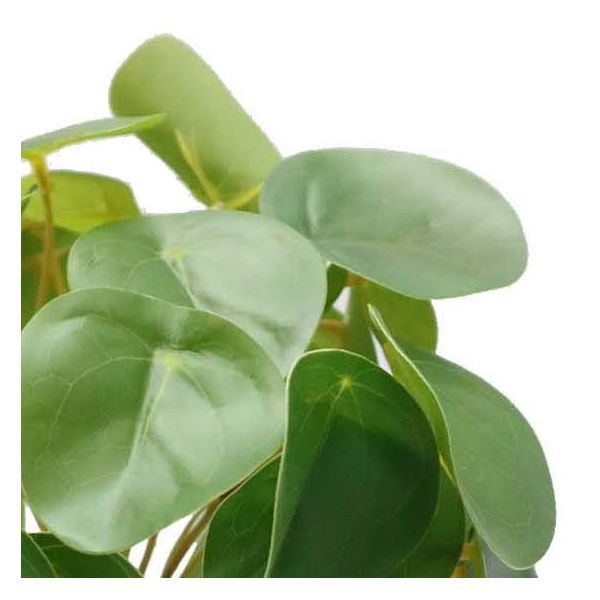 Pilea artificiel toucher naturel pot céramique - SOV-0169