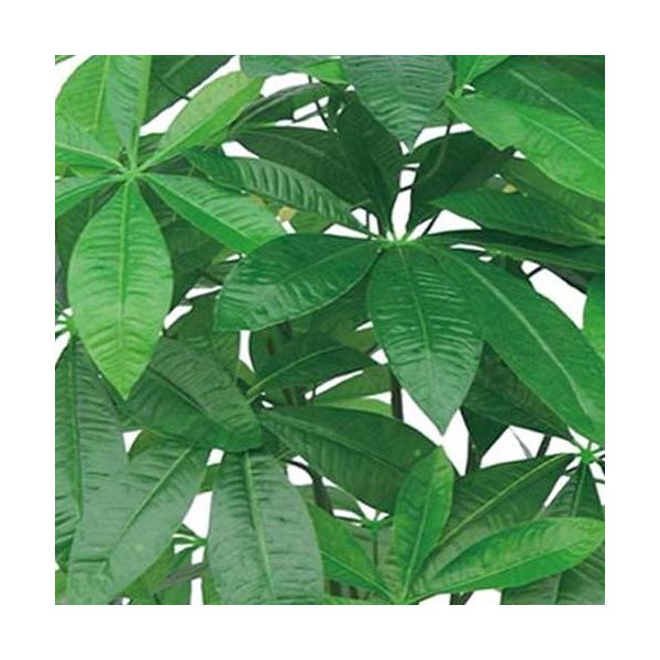 Plante artificielle Pachira 155 cm - 82,90