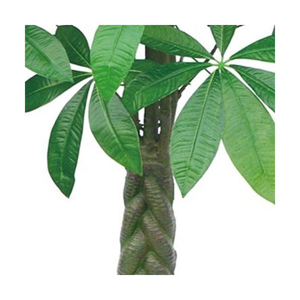 Plante artificielle Pachira 155 cm - CMP-3929