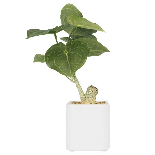 Plante artificielle pot carré blanc mat 26 cm