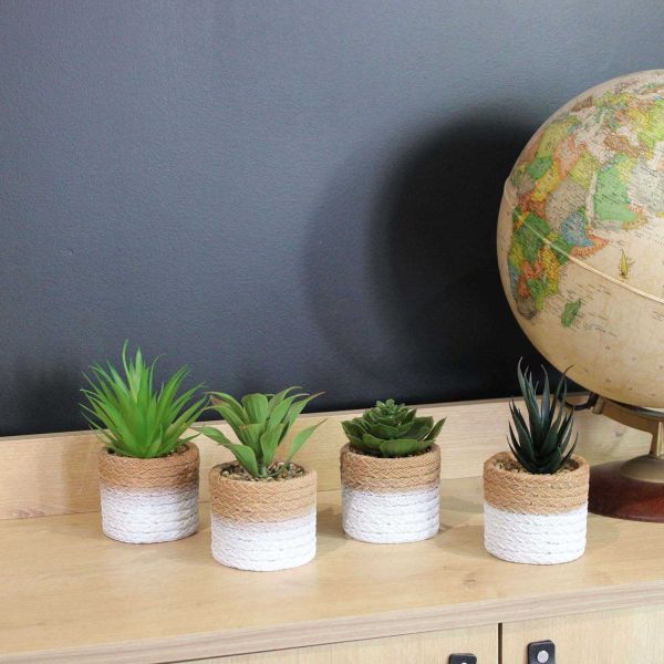 Plante succulente en pot bicolore 8 x 15 cm (Lot de 4) - SIF-0496