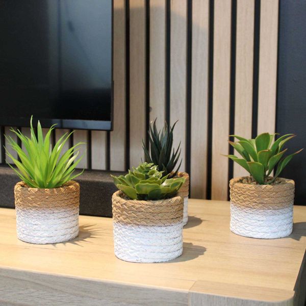 Plante succulente en pot bicolore 8 x 15 cm (Lot de 4) - 8