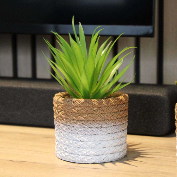 Plante succulente en pot bicolore 8 x 15 cm (Lot de 4) - 6