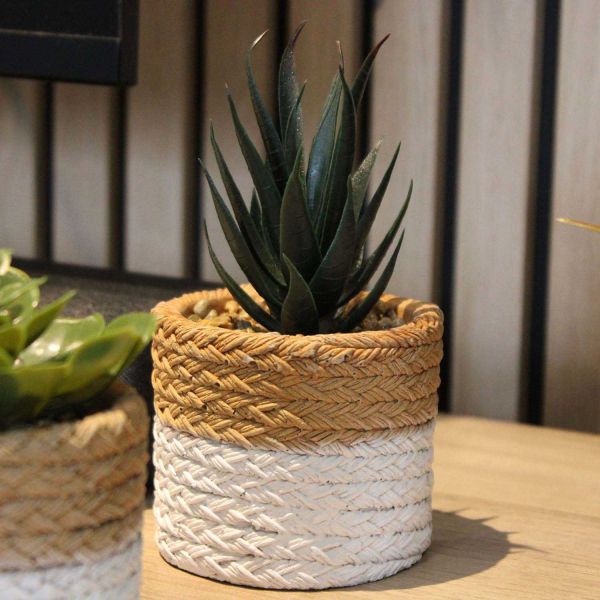 Plante succulente en pot bicolore 8 x 15 cm (Lot de 4) - 7