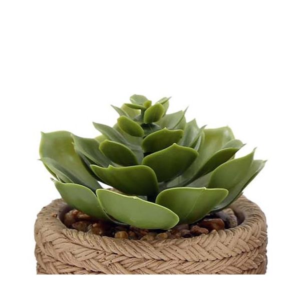 Plante succulente en pot bicolore 8 x 15 cm (Lot de 4) - SIF-0496