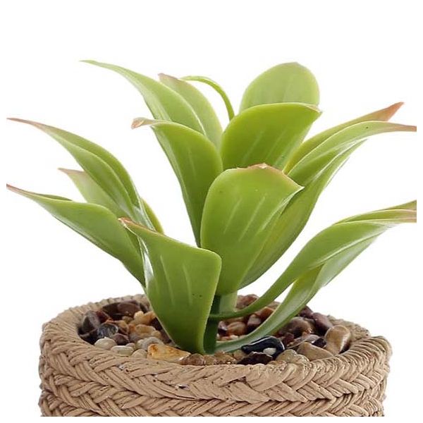 Plante succulente en pot bicolore 8 x 15 cm (Lot de 4) - 5