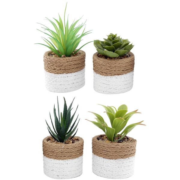 Plante succulente en pot bicolore 8 x 15 cm (Lot de 4)