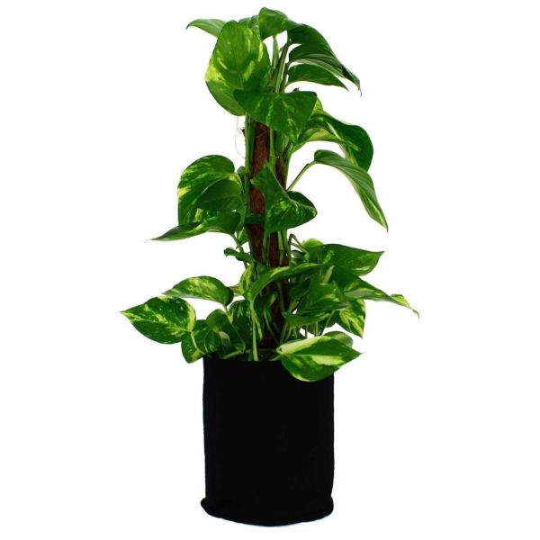 Pot de plantation textile 1.5 litres - 