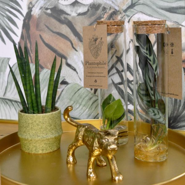 Set de 3 tubes avec plantes aquatiques - PLT-0102
