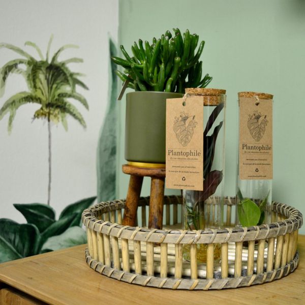 Set de 3 tubes avec plantes aquatiques - 34,90