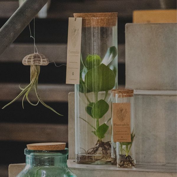 Set de 3 tubes avec plantes aquatiques - 5