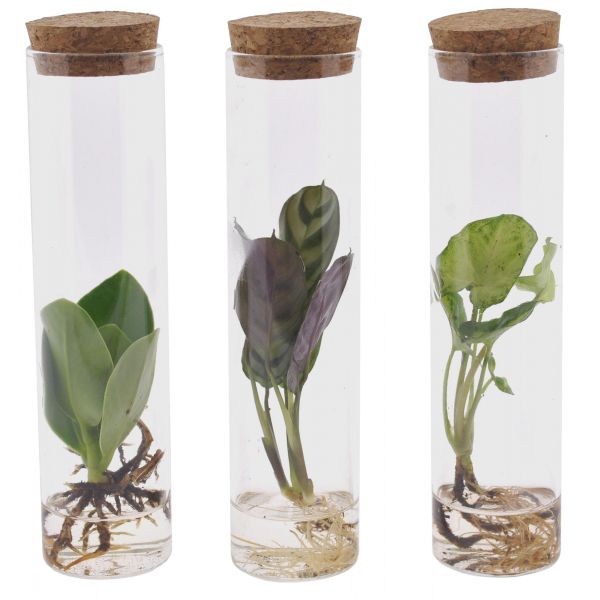 Set de 3 tubes avec plantes aquatiques