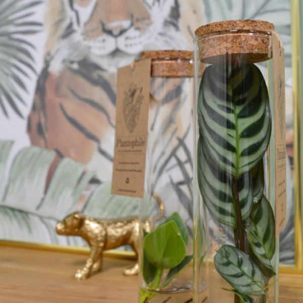Set de 3 tubes avec plantes aquatiques - Plantophile