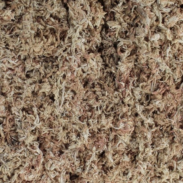 Sphaigne du Chili 150gr