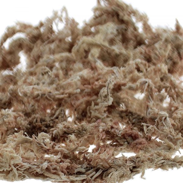 Sphaigne du Chili 150gr - 15,50
