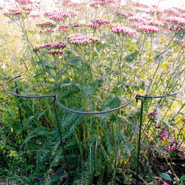 Support à plantes courbé en acier (Lot de 6) - HARROD HORTICULTURAL