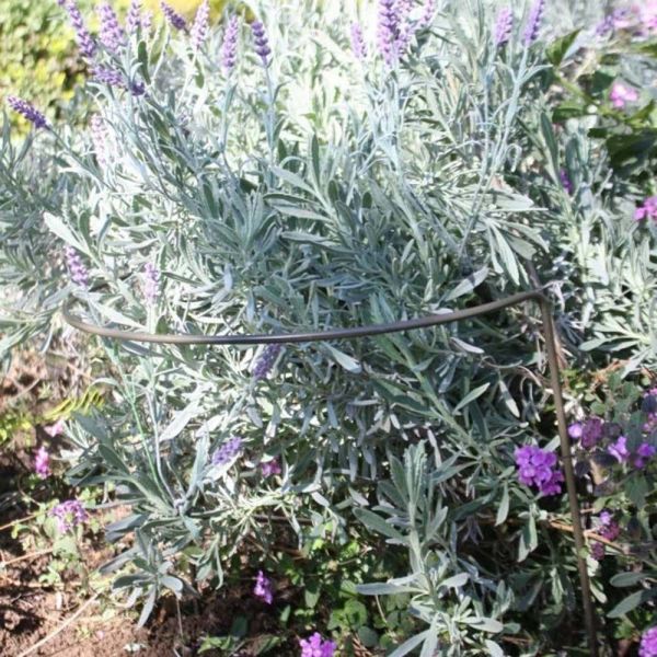 Support à plantes demi-cercle en acier (Lot de 6) - 5