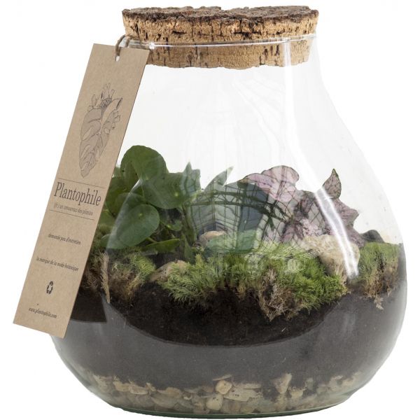 Terrarium DIY 2 plantes Marseille