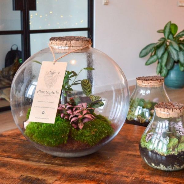 Terrarium DIY 2 plantes Marseille - Plantophile