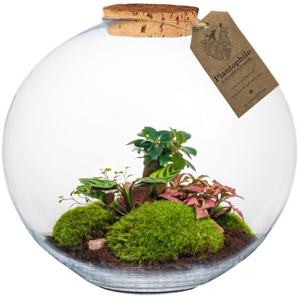 Terrarium DIY 4 plantes  Paris