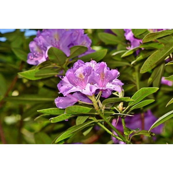 Terre de bruyère bio pour plantes acidophiles - SEC-0129