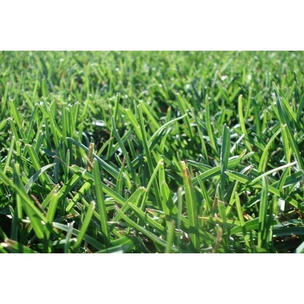 Terreau création et entretien pelouse avec mycorhizes 40 litres - SECRET VERT