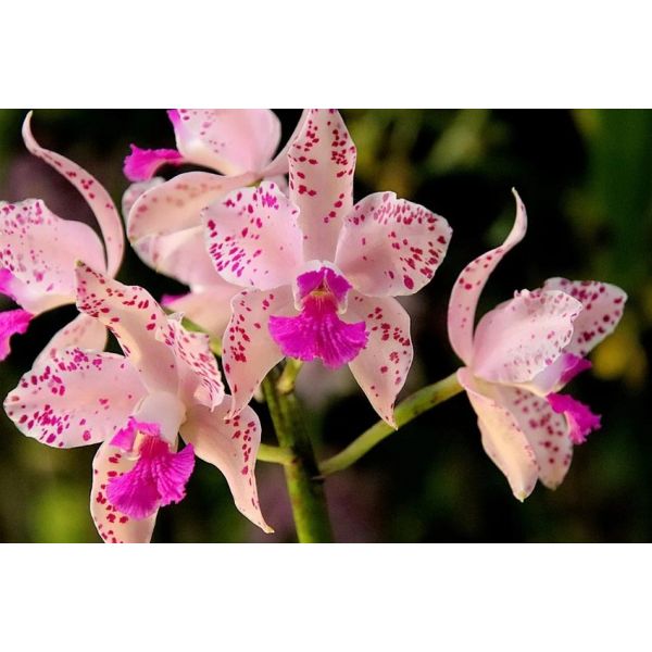 Terreau pour orchidées 1,2kg - SECRET VERT