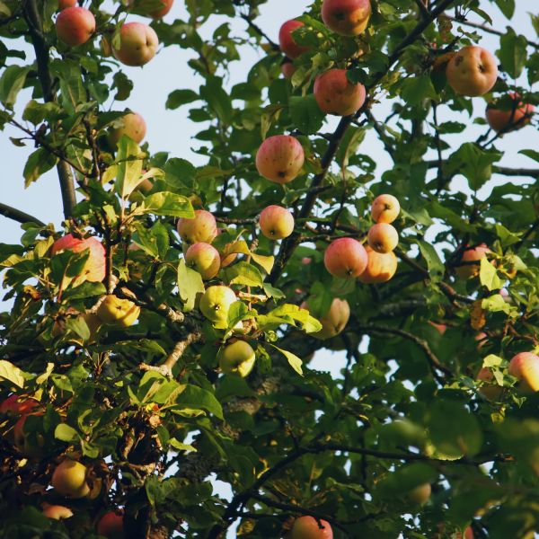Terreau universel et potager pleine terre ou bac 40 litres - FERTILOR
