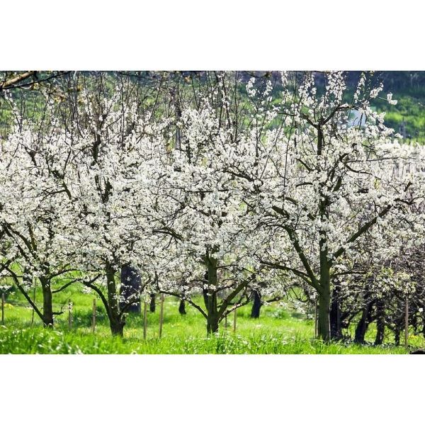 Terreau universel et potager pleine terre ou bac 40 litres - FERTILOR