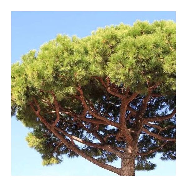 Terreau bio secret terre végétale 40 litres - SECRET VERT