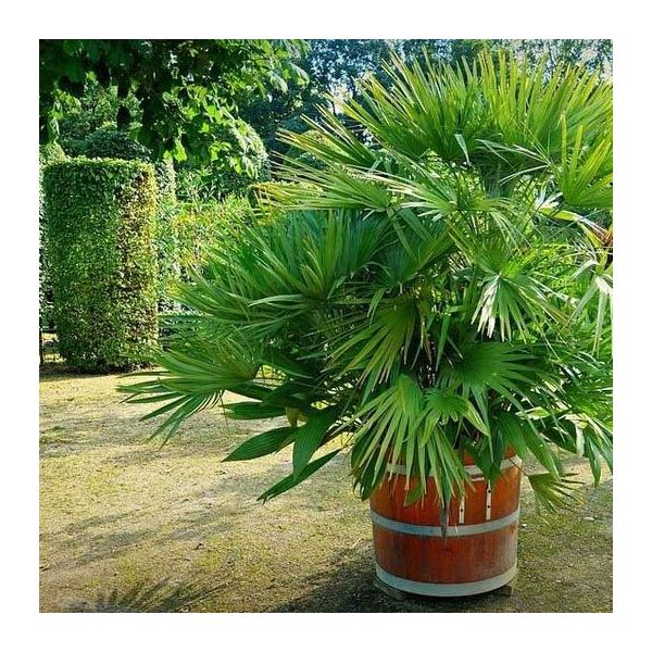 Terreau bio secret terre végétale 40 litres - SEC-0159