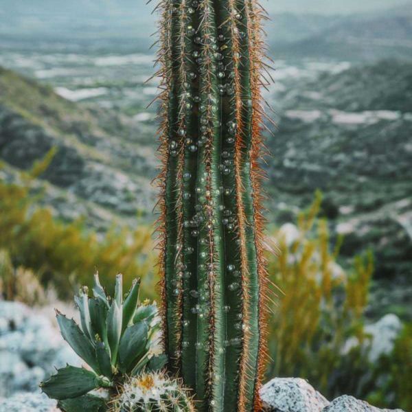 Toile décorative avec cadre Cactus 60 x 4 x 90 cm - 72,90