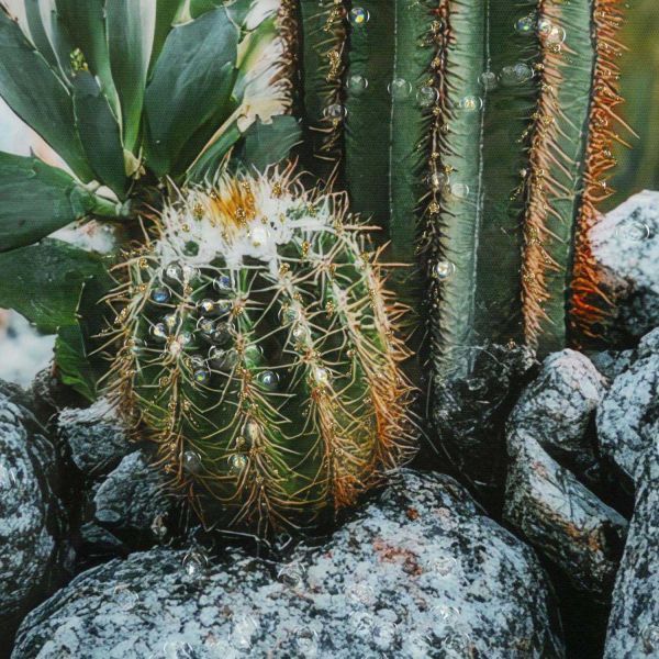 Toile décorative avec cadre Cactus 60 x 4 x 90 cm - 5