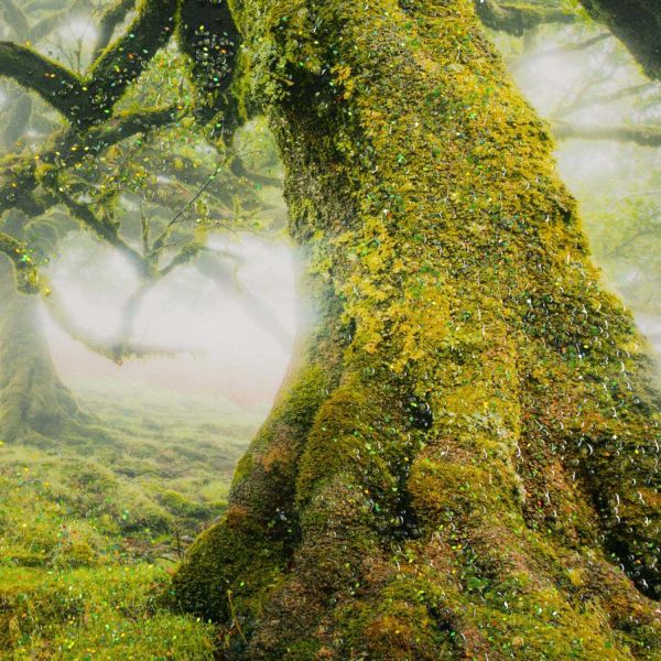 Toile décorative avec cadre Forest 90 x 4 x 60 cm - 72,90