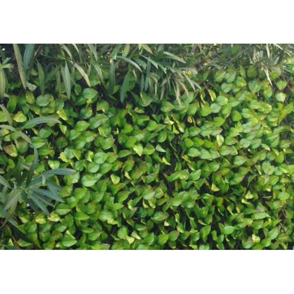 Treillis en bois de saule et feuilles de rosier artificielles - 46,90