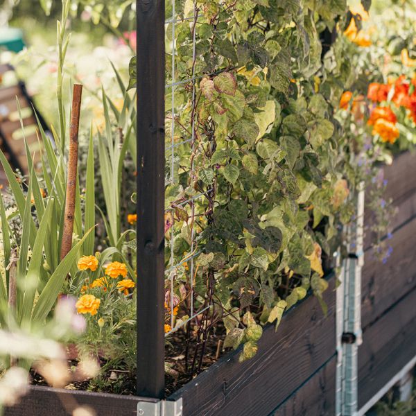 Treillis pour carré potager Gardenbox - 29,90