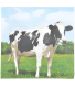 Serviette en papier de soie avec motifs (Lot de 20) (Vache)