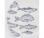 Vaisselle en porcelaine blanche Banc de Poissons - AUBRY GASPARD